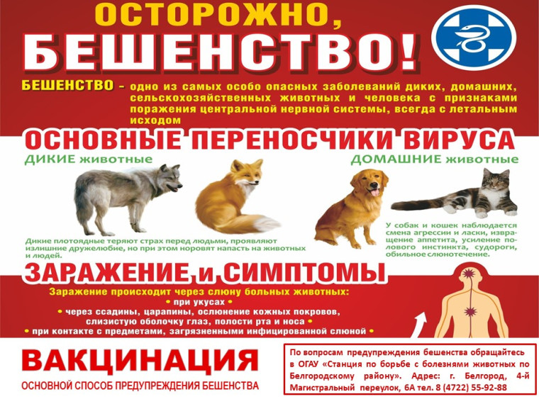 Осторожно бешенство. Осторожно бешенство.